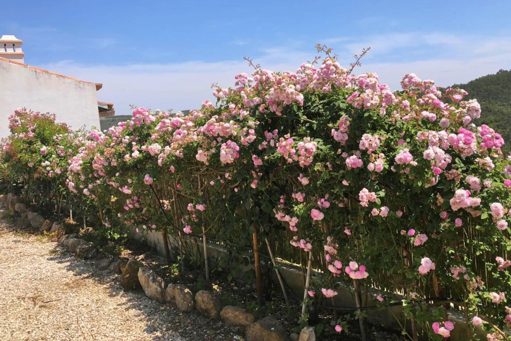 Casas Da Tia Alice - Casas De Campo Encantadoras Em Mafra Eksteriør billede